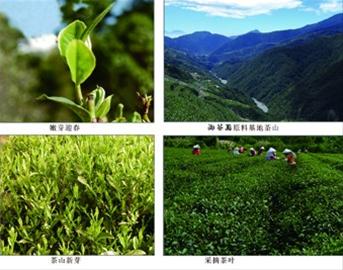 御茶园老总_重庆茶园观山御景